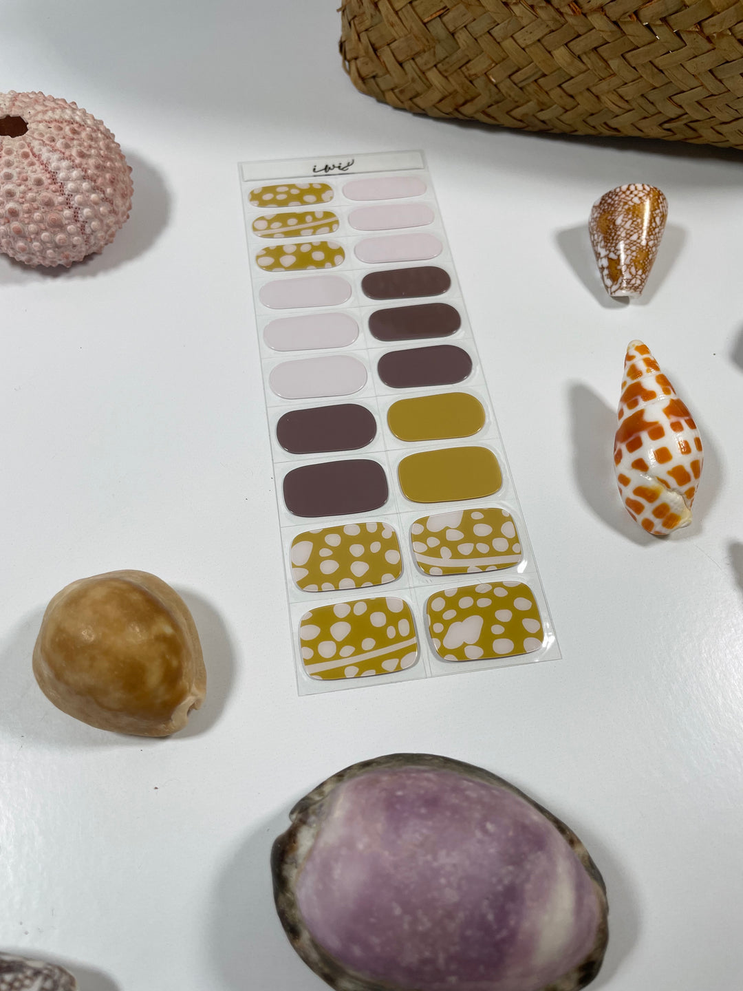 Pupu Hinuhinu Collection: Kuoho (Cowry)